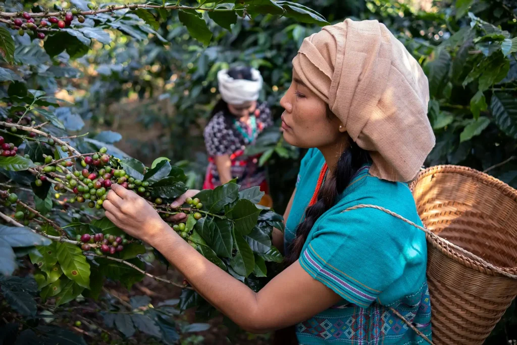 Arabica coffee harvest