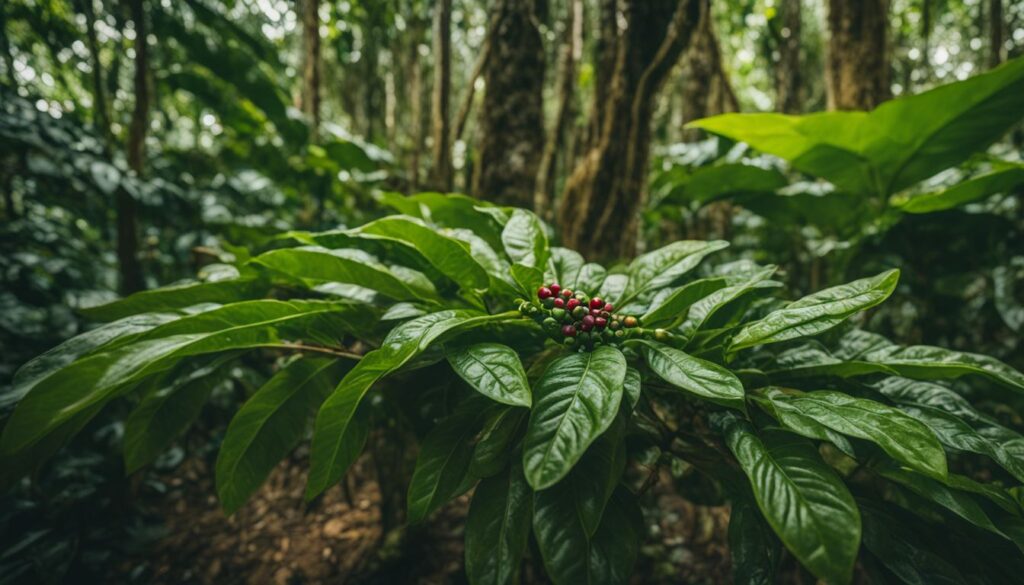 Robusta Coffee Beans - Everything You Need To Know